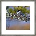 Gray Jay Framed Print