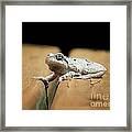 Gray Tree Frog Framed Print