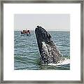Gray Whale Calf Breaching San Ignacio Framed Print