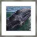Gray Whale Calf San Ignacio Lagoon Framed Print