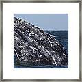 Gray Whale Spyhopping San Ignacio Lagoon Framed Print