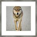 Gray Wolf In Denali Framed Print