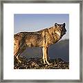 Gray Wolf Side View North America Framed Print