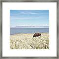 Grazing Bison Framed Print