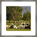 Grazing Framed Print