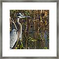 Great Blue Heron Alarmed Framed Print