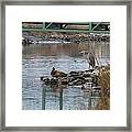 Great Blue Heron And Friends Framed Print