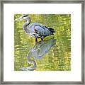 Great Blue Heron And Its Reflection Framed Print