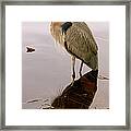 Great Blue Heron And Water Reflection Framed Print