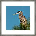 Great Blue Heron Ardea Herodias In Framed Print