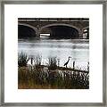 Great Blue Heron Framed Print