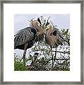Great Blue Heron Family Framed Print