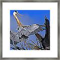 Great Blue Heron Fight Framed Print