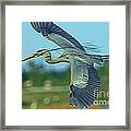 Great Blue Heron Flight 2 Framed Print