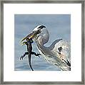 Great Blue Heron Hunting Baby Marine Framed Print
