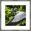 Great Blue Heron In Flight Framed Print