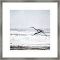 Great Blue Heron In Flight Framed Print