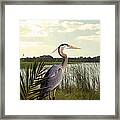 Great Blue Heron In The Bulrushes Framed Print