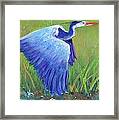 Great Blue Heron Mini Painting Framed Print