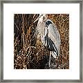 Great Blue Heron Posing Framed Print