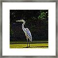 Great Blue Heron Standing Tall Framed Print