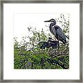 Great Blue Heron With Fledglings Framed Print