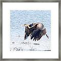 Great Blue Lift Off Series 2 Framed Print