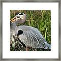 Great Catch Framed Print