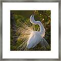 Great Egret Courting In Breeding Framed Print