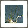 Great Egret Hunting For Its Food Framed Print