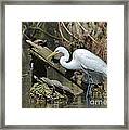 Great Egret In The Swamps Framed Print