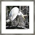 Great Egret In Tree Framed Print