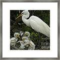 Great Egret With Young Framed Print