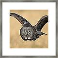 Great Gray Owl In Flight Framed Print