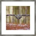 Great Grey Owl Framed Print