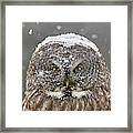 Great Grey Owl Winter Portrait Framed Print