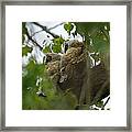 Great Horned Owlets 5 20 2011 Framed Print