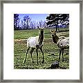Great Michigan Elk Framed Print