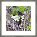 Great Southern White Ii Framed Print