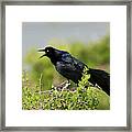 Great-tailed Grackle (quiscalus Framed Print