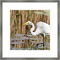 Great White Egret By The River Framed Print