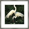 Great White Egret Mates Framed Print