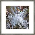 Great White Egret With Breeding Plumage Framed Print