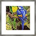 Green And Blue Tropical Macaw Framed Print