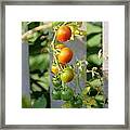 Green And Red Tomatoes Framed Print