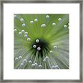 Green And White Ii Framed Print