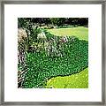 Green Belt Framed Print