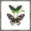 Green Birdwing Butterfly Framed Print