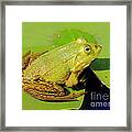 Green Frog 2 Framed Print