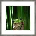 Green Frog Framed Print